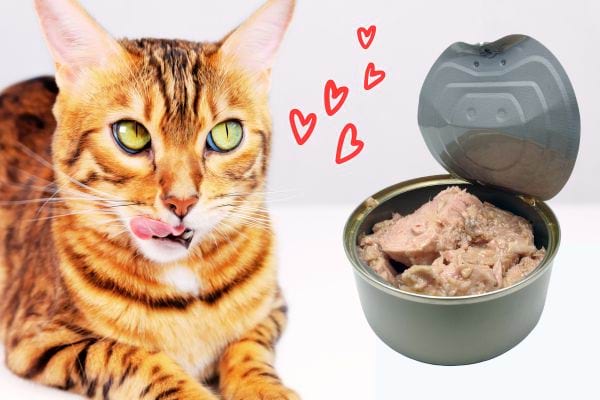 Un chat roux avec une boîte de thon 