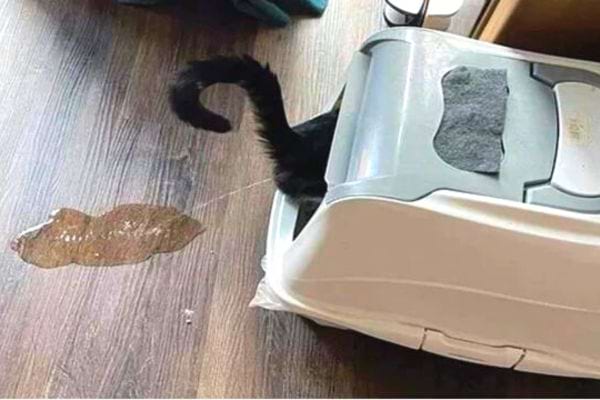 Eine schwarze Katze in ihrer Katzentoilette pinkelt auf den Boden