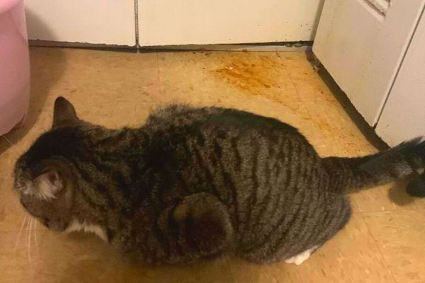 Eine grau-schwarze Katze auf dem Boden