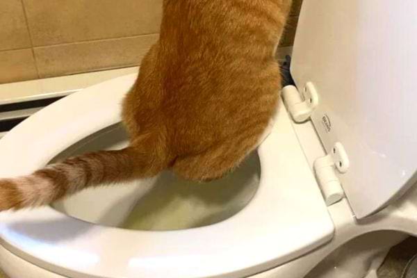 Eine rotbraune Katze auf der Toilettenschüssel