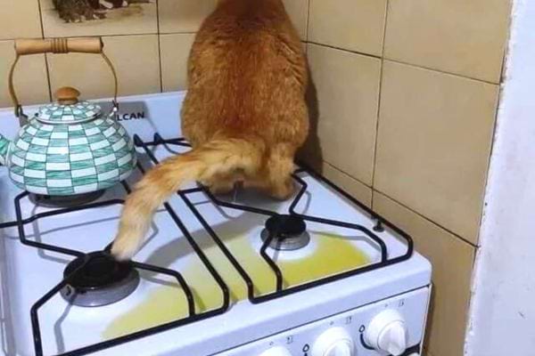 Eine rotbraune Katze pinkelt auf einen Herd