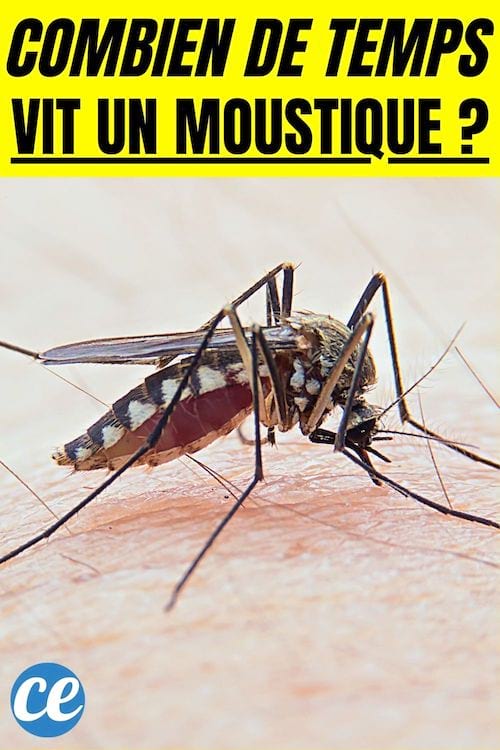 Combien de temps vit un moustique ?