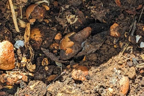 Les coquilles d'oeufs sont sans danger pour le compost, et accélèrent même le processus de compostage.