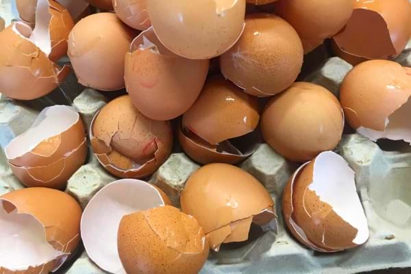 En quantité raisonnable, on peut mettre les coquilles d'œufs dans le compost.