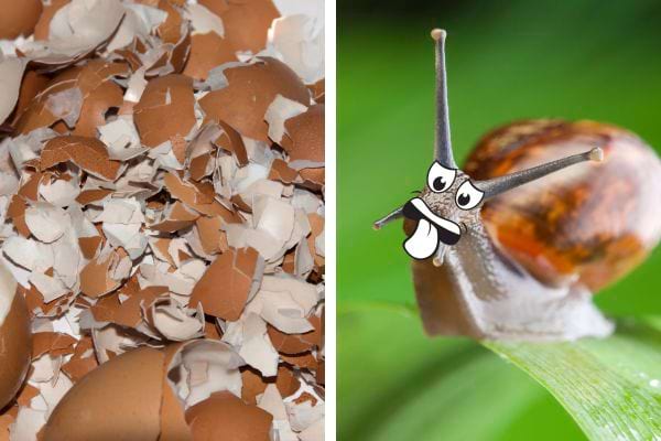 Plusieurs coquilles d'oeufs cassées avec un escargot 