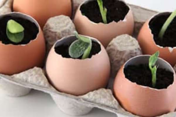 Les coquilles d'œufs font de parfaits pots de semis pour faire germer les graines.
