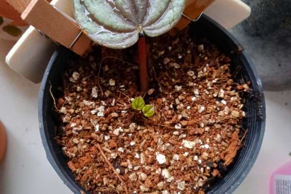 Les coquilles d'œufs équilibrent le pH du terreau trop acide des plantes d'intérieur.