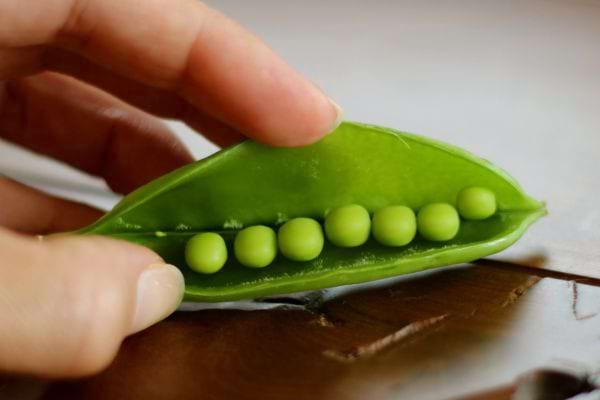 Une personne ouvrant un cosse de petit pois 