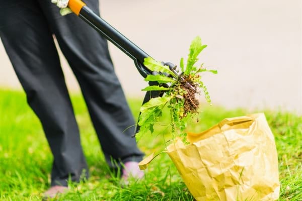 Un désherbeur mécanique à pince pour désherber le jardin