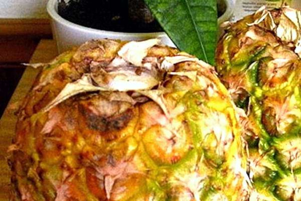 Deux Ananas avec un pot de fleurs juste derrière 