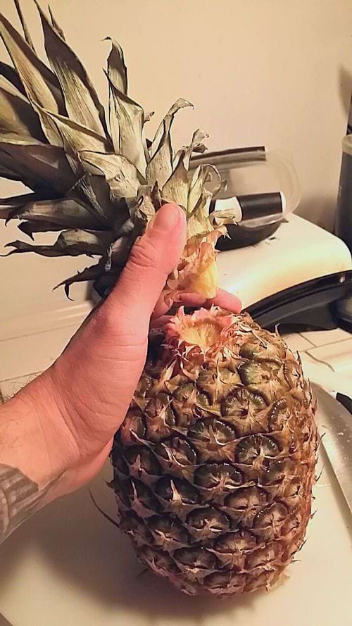 Une personne qui dévisse la tête d'un ananas