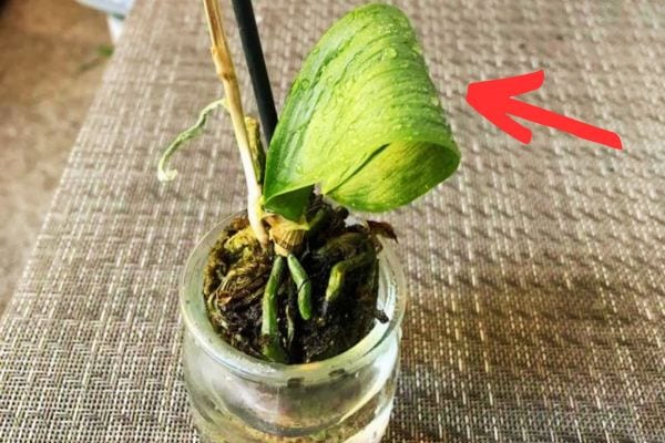 La feuille d'un Orchid&eacute;e avec des gouttes d'eau 