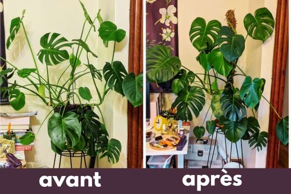 Anbau einer Monstera vorher nachher hausgemachter natürlicher Dünger