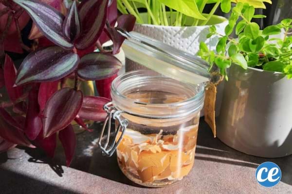 Rezept für Bio-Eierschalendünger in einem Glas Wasser mit Zimmerpflanzen
