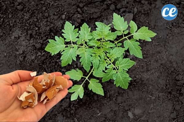 Hand legt Eierschalen an den Fuß einer Tomatenpflanze