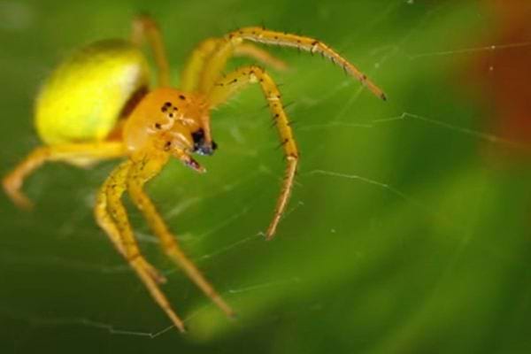 Une épeire concombre sur sa toile