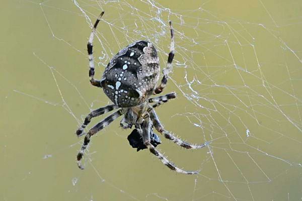 Une épeire diadème sur sa toile