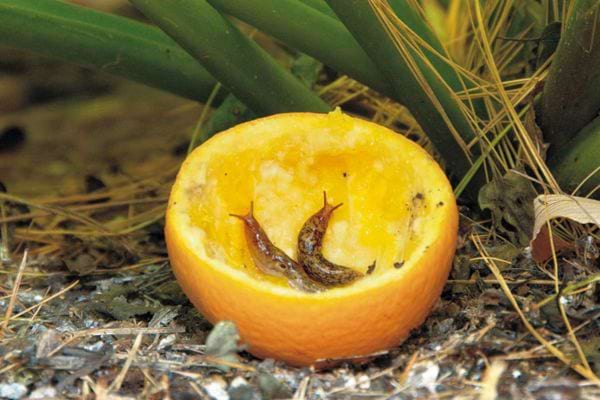 Deux petits escargots dans de la peau d'une orange 