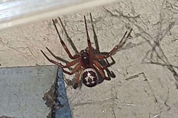 Une fausse veuve noire sur un mur