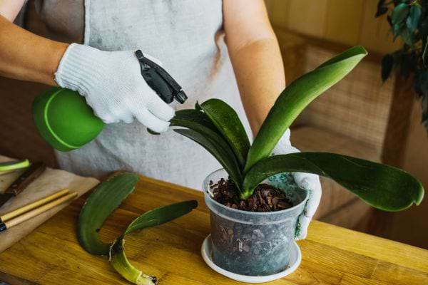 Une femme avec des gants blancs qui arrose son Orchid&eacute;e &agrave; l'aide d'un spray 
