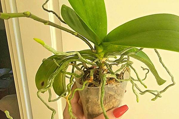 Une Femme tenant un pot de fleurs d'Orchidée avec les racines qui sortent du pot