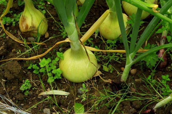 Plusieurs fenouil dans la Terre