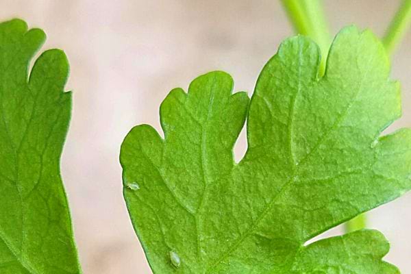 Une feuille de Persil