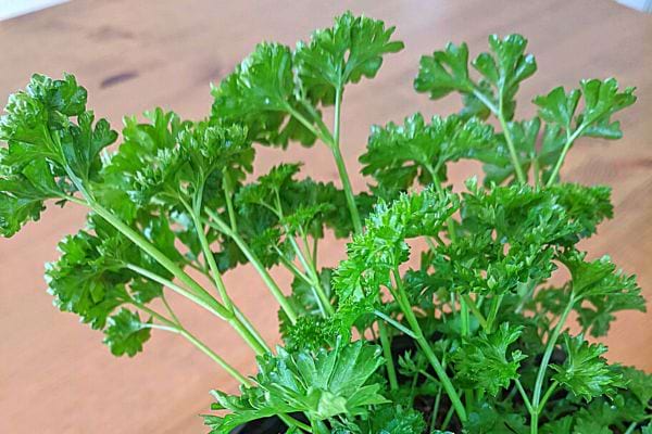 Des feuilles de Persil humide