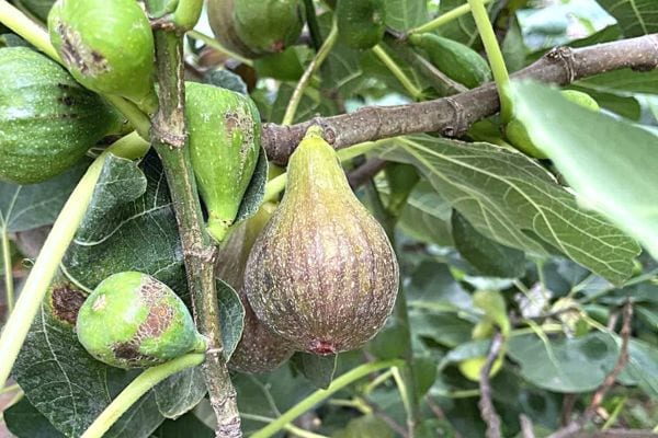 Plusieurs figues vertes dans un arbre