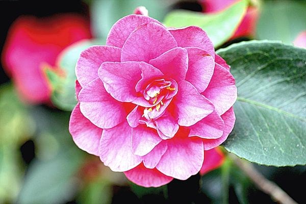 Une fleur rose Camélia