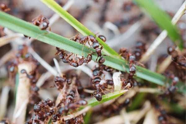 Des fourmis dans le jardin dont il faut se débarrasser naturellement