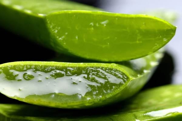 Le gel d'aloe vera est un remède naturel efficace pour resserrer les pores dilatés.