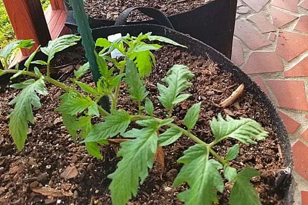 Un pot de fleur avec du marc de café à l'intérieur