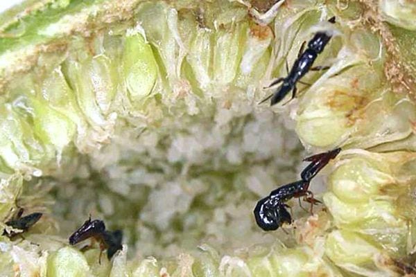 Plusieurs petites guêpes dans une figue