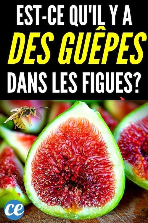 Une guêpe qui s'approche d'une figue pour la polliniser