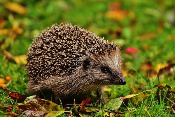 Un hérisson dans de l'herbe 