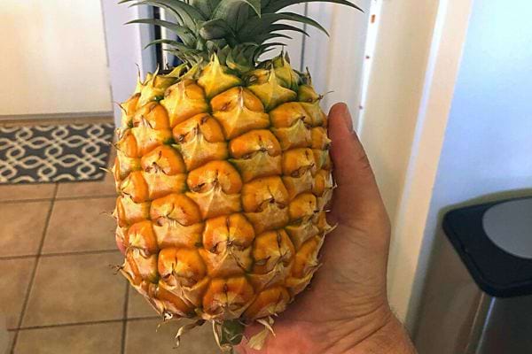 Une personne tenant un Ananas 