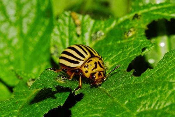 Un petit insecte sur une feuille