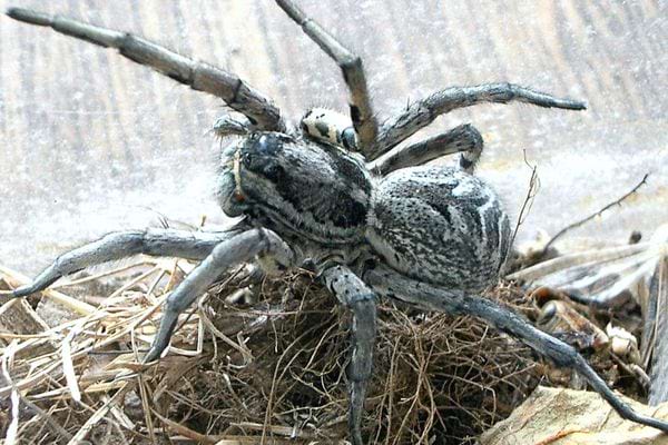 Une lycose de Narbonne sur de la paille