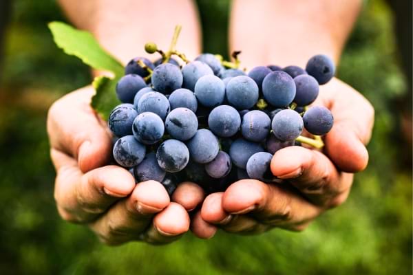 Le raisin contient du resvératrol, qui ralentit le vieillissement cellulaire.