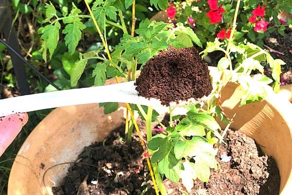 Une personne tenant une petite cuillère blanche avec du marc de café à l'intérieur au dessus d'un pot