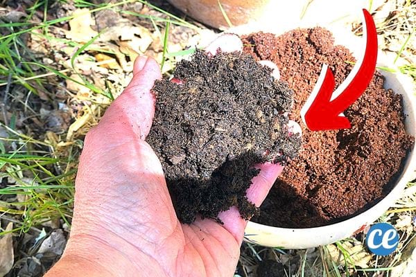 Une personne ayant du marc de café dans sa main gauche au dessus d'un pot de terre