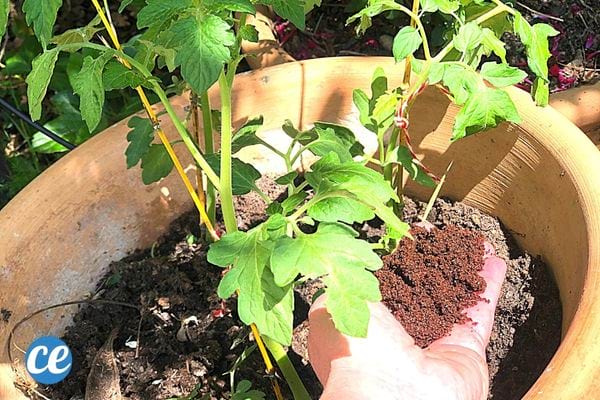 Une personne avec du marc de café dans sa main au dessus d'un gros pot de fleur