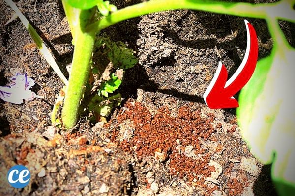 Du marc de café dans la Terre en dessous de racine de tomate