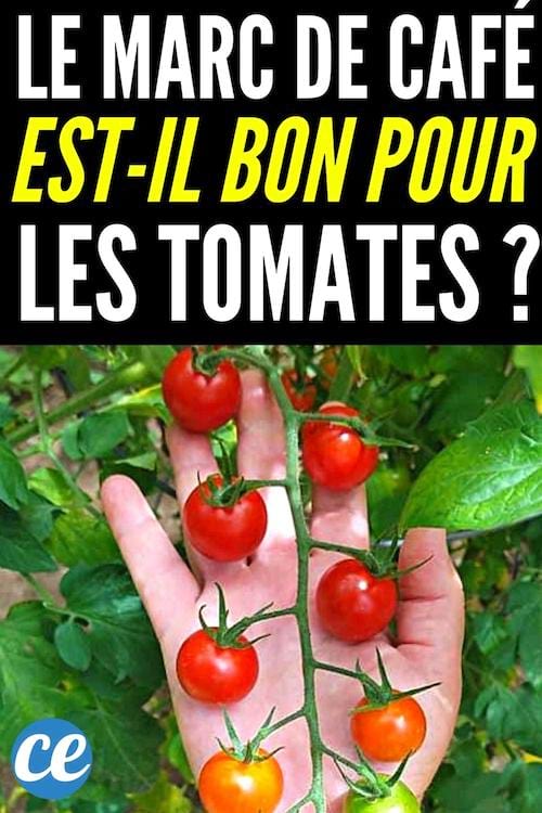 De belles tomates qui ont poussé grâce au marc de café