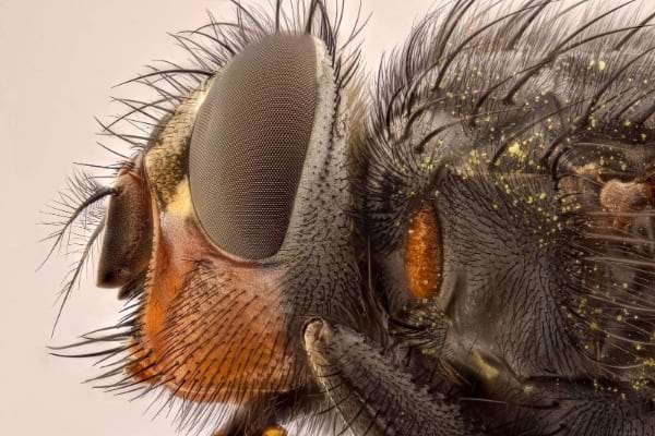 Une mouche peut pondre une centaine d'œufs en une seule journée.