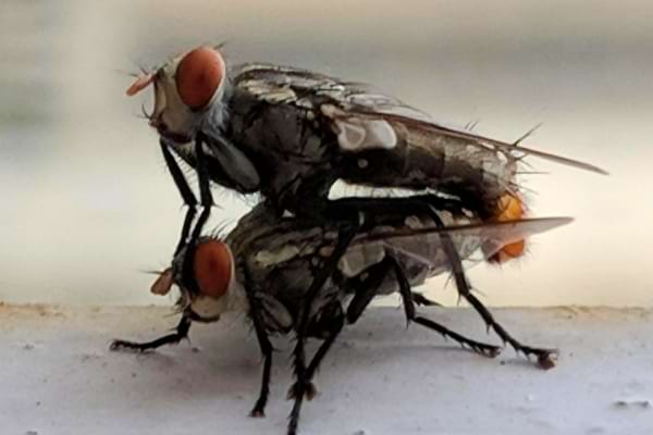 Pendant leur courte vie, les mouches peuvent se reproduire jusqu'à 1000 fois.