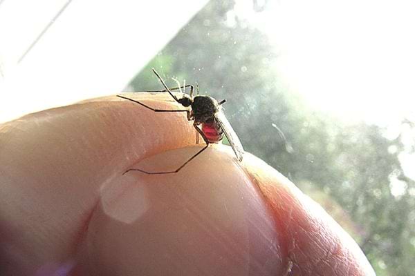 Une personne tenant un moustique entre ses doigts