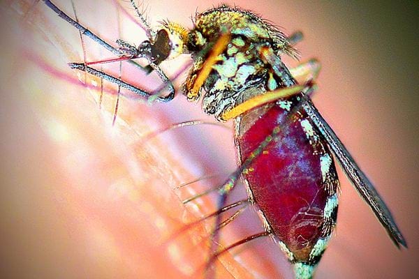 Un moustique qui boit du sang