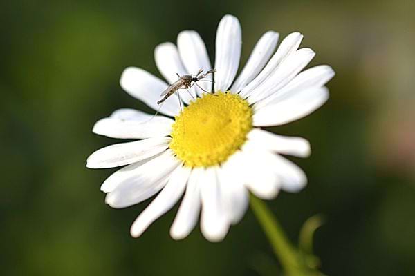 Un moustique sur un pissenlit